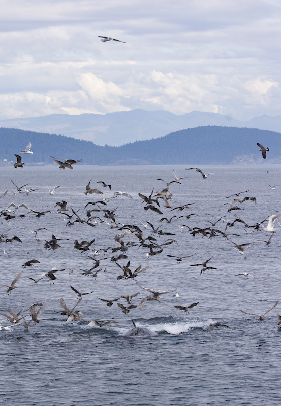 Minke Whale Disturbing Gulls